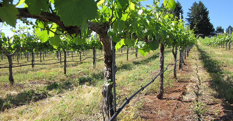 How To Set an Irrigation Field Valve
