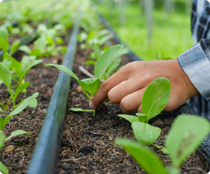 Microirrigação